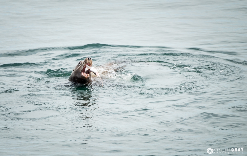 Sea Lion with Catch