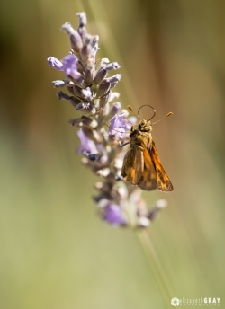 Lavender and Moth