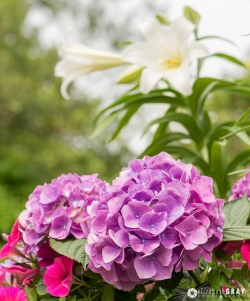 Hydrangea and Lily