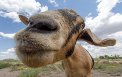 Goat Kiss