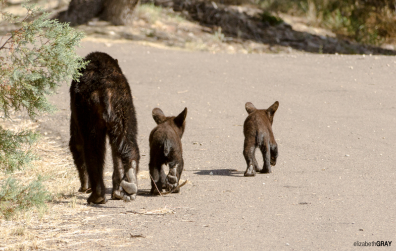 Mum and Two Cubs