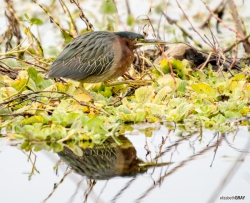 Green Heron