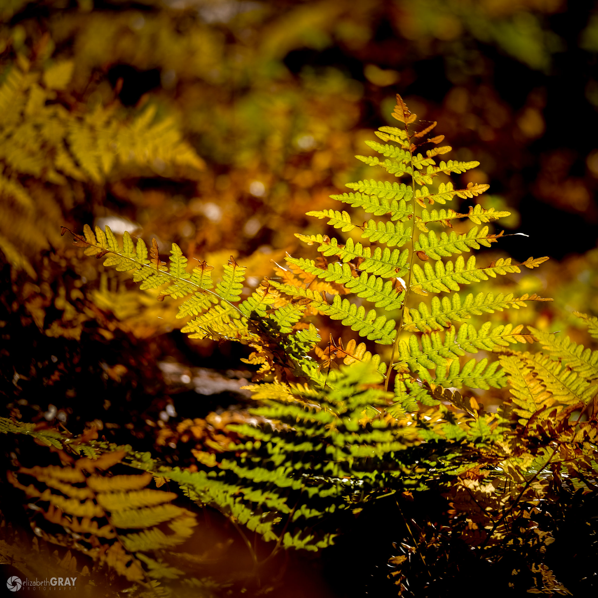 Backlit Ferns