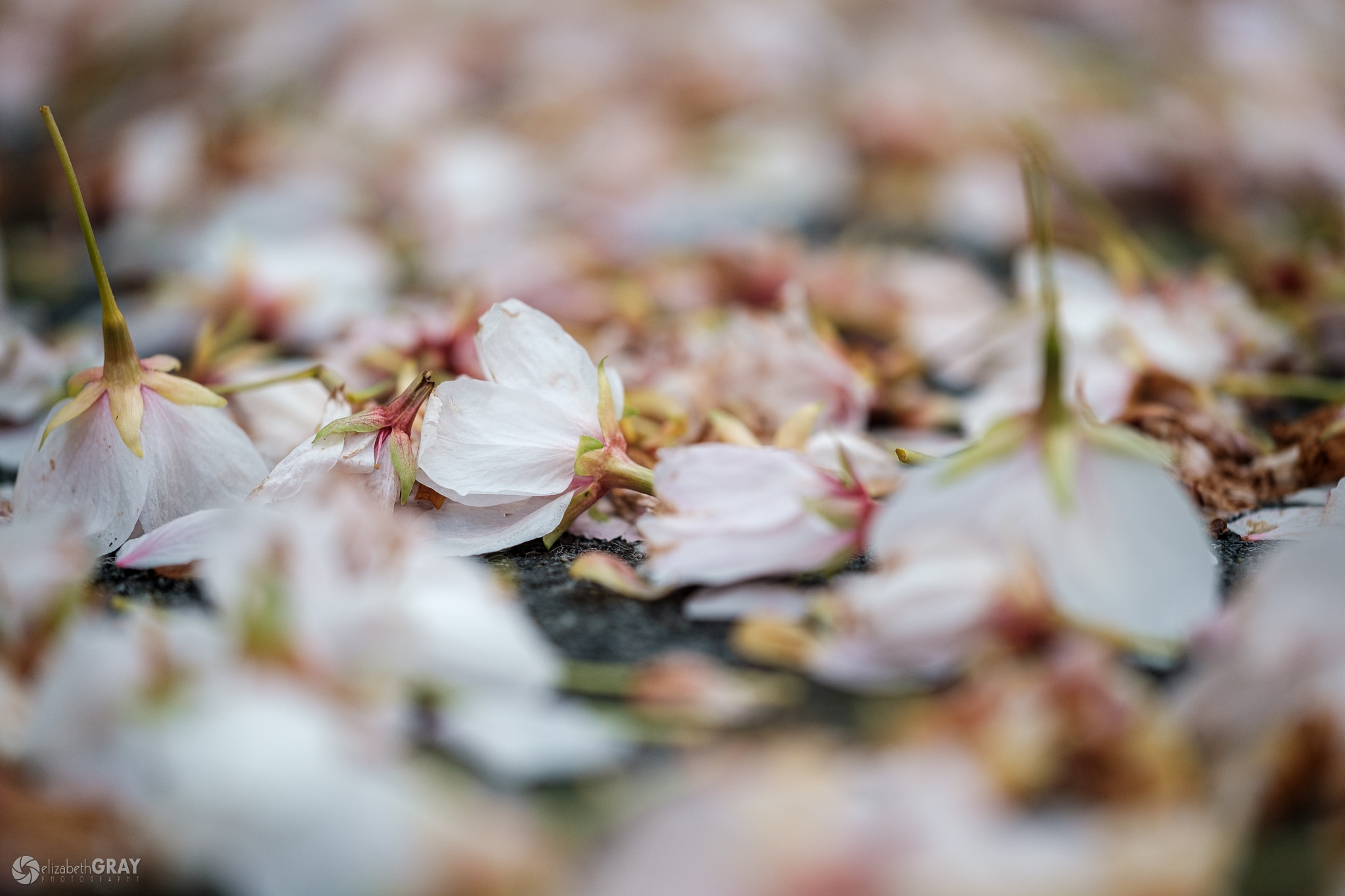 Cherry Blossom Carpet