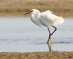 Snowy Egret with Fish