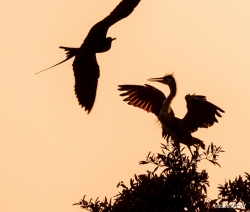 Frigate and Great Blue Heron Silhouette