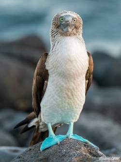 Blue-footed Booby Portrait