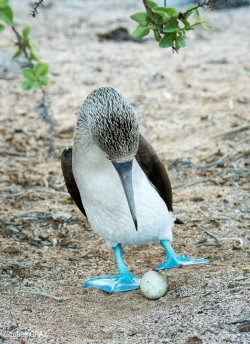 Blue-footed Booby Turning Egg