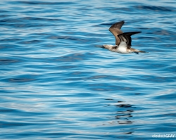 Blue-footed Booby in Flight