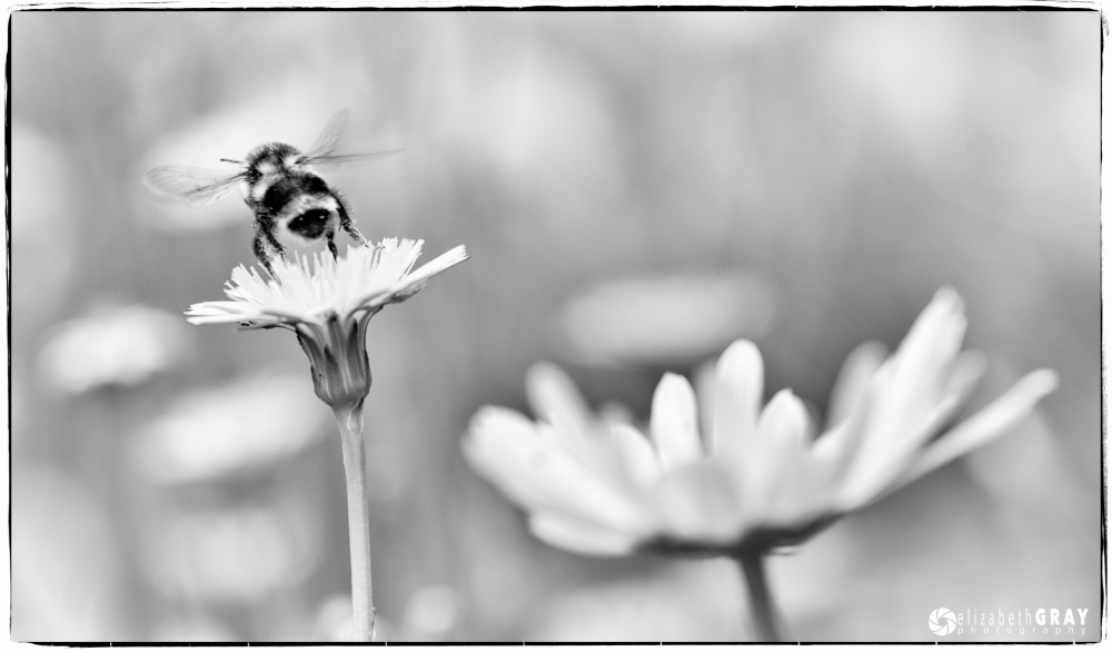 Bumble Bee Takeoff