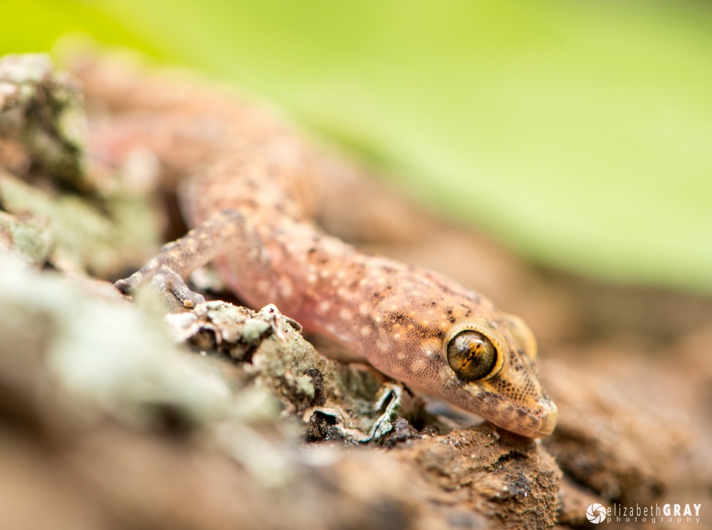 Baby Mediterranean Gecko
