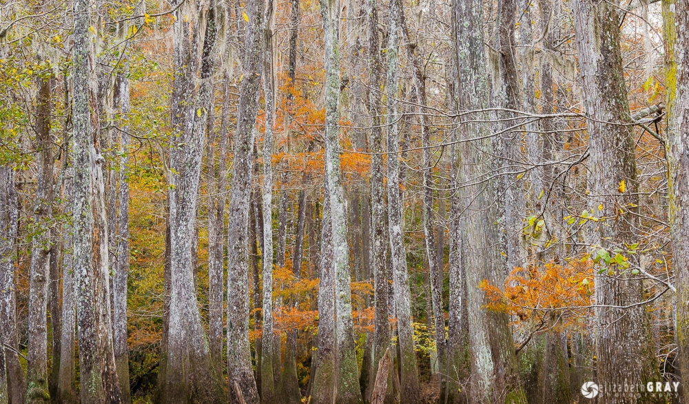 Fall Cypress Forest