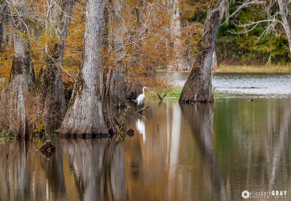 Great Egret Fishing in the Fall