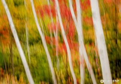 Birch Grove Abstract