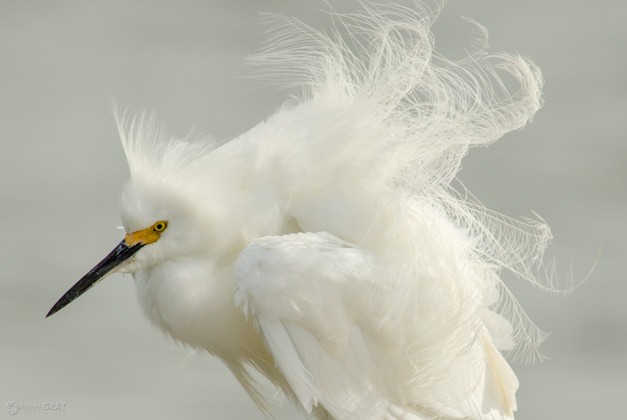 Bad Hair Day - Snowy Egret