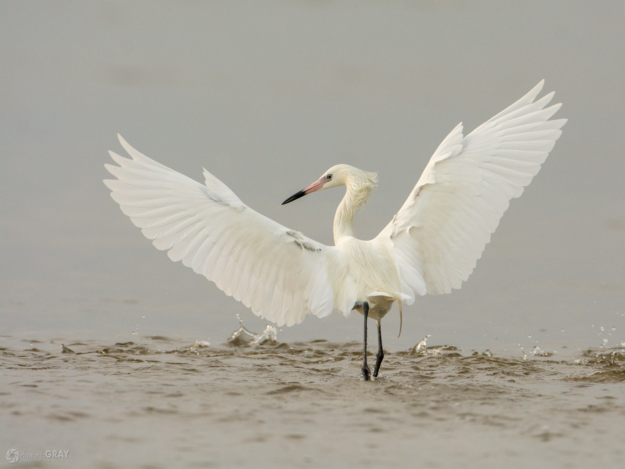 Dance of the White Morph Reddish Egret