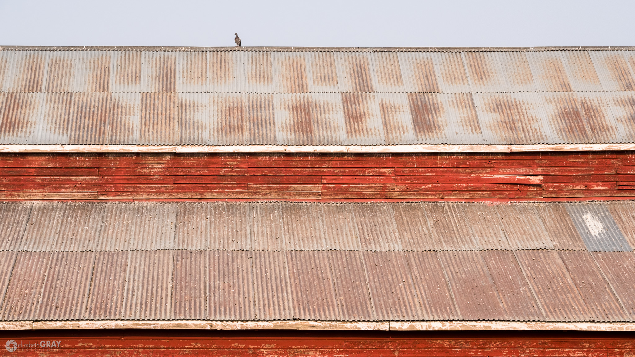 Red Barn and Bird