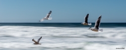 Gulls in Motion