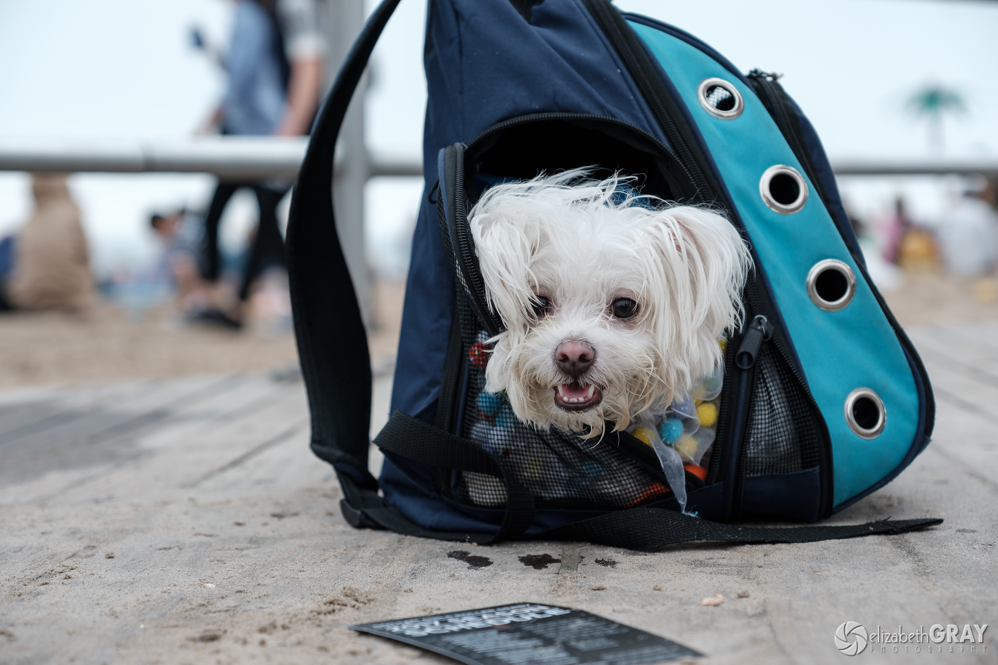 Puppy in a Bag