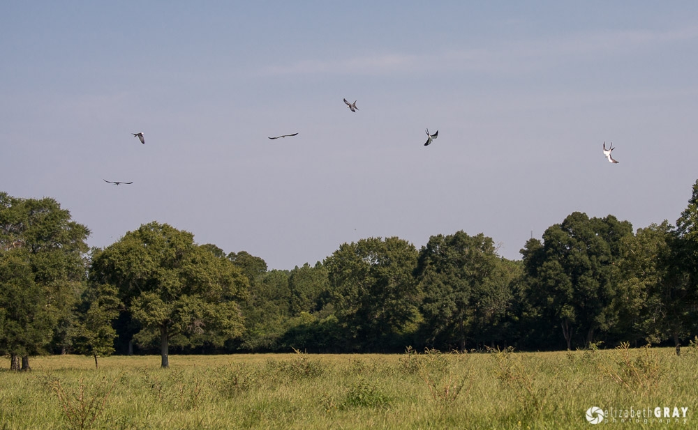 Six birds dance over the field