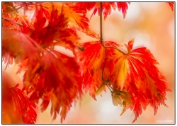 Abstract Maple Leaves